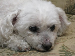 Our most faithful friend.